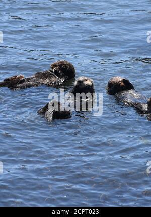 Drei Seeotter schweben auf dem Rücken zusammen. Stockfoto