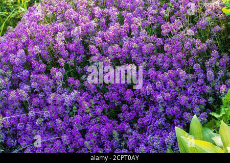 Hintergrund von hellen blühenden Blumen von Thymian. Thymus serpyllum Stockfoto