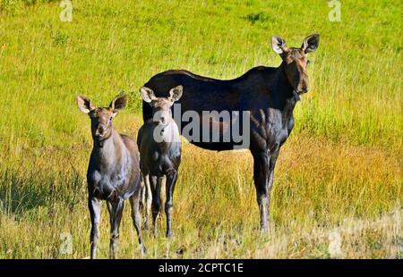 Eine Elchmutter 'Alces alces', mit zwei Kälbern, die auf einer Wiese im ländlichen Alberta in Kanada auf Nahrungssuche sind. Stockfoto