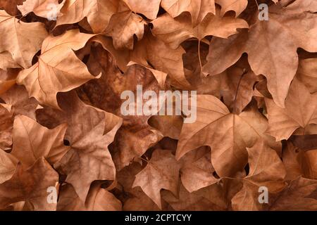 Braun detaillierter herbstlicher Hintergrund einer Gruppe getrockneter platanus-Blätter. Draufsicht Stockfoto