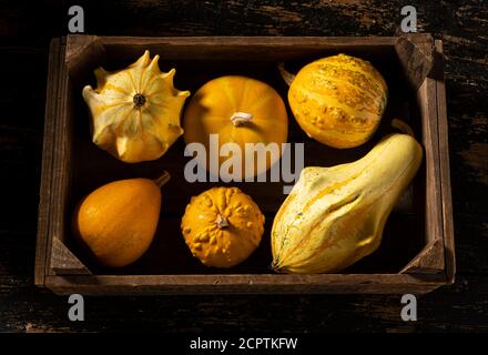 Kürbisse in verschiedenen neugierigen und lustigen Formen und Größen. Stockfoto
