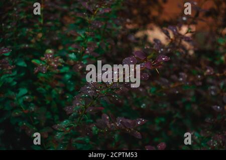 Grün lila Pflanze mit Wassertropfen auf, schöne Natur, dunkles Licht Stockfoto