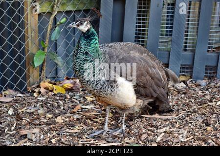 Pfauenvogel (Pavo cristatus) im Garten Stockfoto