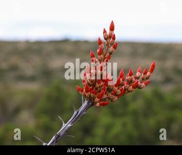 Ocotillo Blüten Knospen Stockfoto
