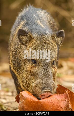 Halsbandpeccary/Javelina (Pecari tajacu), Quinta Mazatlan, McAllen, Texas, USA Stockfoto