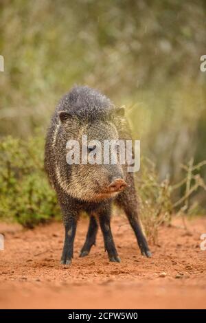 Halsbandpeccary/Javelina (Pecari tajacu), Santa Clara Ranch, Starr County, Texas, USA Stockfoto