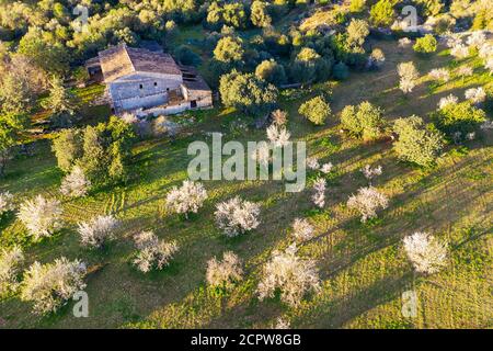 Mandelblüte, blühende Mandelbäume und ländliches Haus, in der Nähe von Mancor de la Vall, Luftbild, Mallorca, Balearen, Spanien Stockfoto