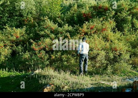 Mann, der die Sanddornbeeren vor dem Sanddornstrauch, Provinz Gegharkunik, Armenien, anschaut Stockfoto