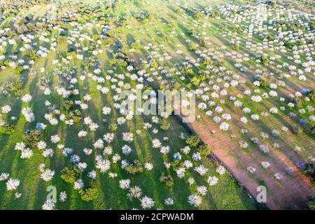 Mandelblüte, blühende Mandelbäume, Mandelplantage bei Bunyola, Luftbild, Mallorca, Balearen, Spanien Stockfoto