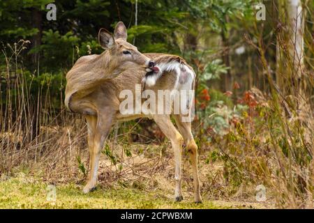 Weißschwanzhirsche (Odocoileus virginianus) grasen auf einem frühlingshaften Rasen, Greater Sudbury, Ontario, Kanada Stockfoto