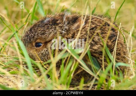 Variierend/Schneeschuhhase (Lepus americanus) Neugeborenes Baby, das versucht, sich im Gras zu tarnen, Greater Sudbury, Ontario, Kanada Stockfoto