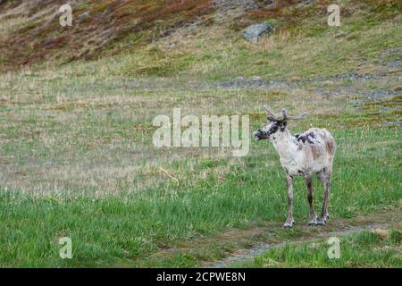 Barren Ground caribou (Rangifer tarandus) Kuh und Kalb, Goose Cove, Neufundland und Labrador NL, Kanada Stockfoto