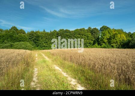 Ländliche Straße durch Felder mit Getreide, grünen Wald und blauen Himmel Stockfoto