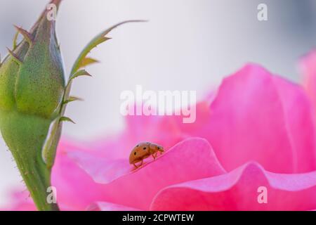 Orangefarbene Marienkäfer zu Fuß zwischen den zarten und weichen rosa Blütenblätter einer Rose Stockfoto