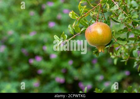 Granatapfel auf dem Baum, der im Sonnenlicht leuchtet Stockfoto