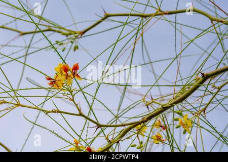 Gelbe Blüten eines Jerusalemer Dornenbaumes oder Palo Verde (Parkinsonia aculeata) in einem Park in Granada Stockfoto