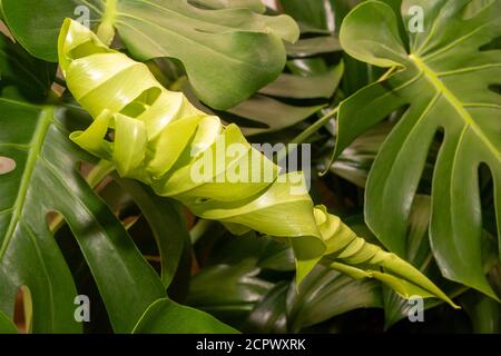 Ein neues Blatt in der Pflanzenmonstera-Formation Stockfoto