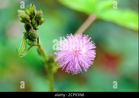 Mimosa pudica, auch empfindliche Pflanze genannt, verschlamme Pflanze, Action-Pflanze, Touch-Me-Not, Schampflanze, Zombie-Pflanze. Stockfoto