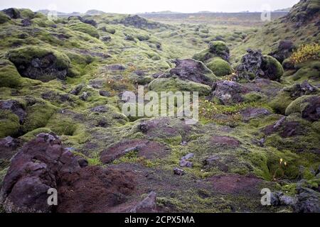 Schöne Landschaft mit Wollmoos an einem regnerischen Tag in Island, Herbstzeit Stockfoto