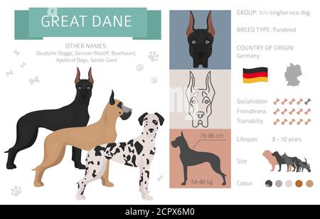 Great dane Hund isoliert auf weiß. Charakteristisch, Farbvarianten, Temperament Info. Hunde Infografik Kollektion. Vektorgrafik Stock Vektor