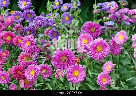 Feld der wilden Chrysanthemen, oder Mütter, oder chrysanthen Stockfoto