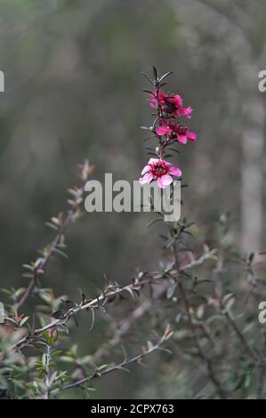 Teebaum Nichollsii nanum (Leptospermum scoparium Nichollsii nanum, Neuseeland) blühender Zweig in der Nähe Stockfoto