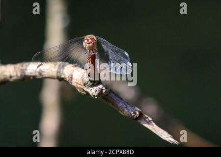 Dülmen, Nordrhein-Westfalen, Deutschland. September 2020. Eine hübsche, flauschige Libelle, oder gemeine Schmarotzerfliege (Sympetrum striolatum) scheint zu grinsen, während sie bei warmem, sonnigem Wetter an einem Teich sonnen wird. In NRW werden die Temperaturen in den kommenden Tagen saisonal warm bleiben. Kredit: Imageplotter/Alamy Live Nachrichten Stockfoto