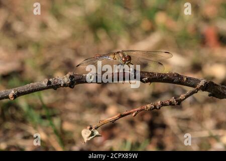 Dülmen, Nordrhein-Westfalen, Deutschland. September 2020. Eine hübsche, flauschige Libelle, oder gemeine Schmarotzerfliege (Sympetrum striolatum) scheint zu grinsen, während sie bei warmem, sonnigem Wetter an einem Teich sonnen wird. In NRW werden die Temperaturen in den kommenden Tagen saisonal warm bleiben. Kredit: Imageplotter/Alamy Live Nachrichten Stockfoto