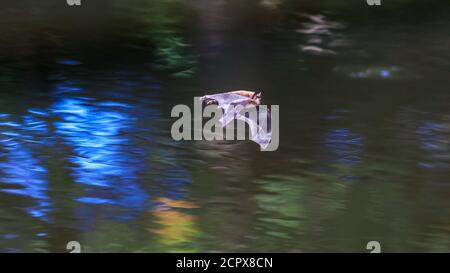 Dülmen, Nordrhein-Westfalen, Deutschland. September 2020. Eine kleine Mäuseohr-Fledermaus (Myotis myotis), die meist nur nachts entdeckt wird, wird im warmen Sonnenschein auf der Jagd nach Insekten gesehen und fliegt knapp über dem Wasser eines kleinen Teiches. Einige Fledermäuse zeigen das ungewöhnliche Verhalten im Herbst, um für die langen Wintermonate vor. Kredit: Imageplotter/Alamy Live Nachrichten Stockfoto