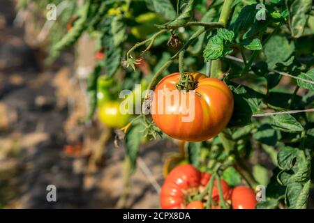 Saftige Tomaten reifen auf den Betten. Neues Erntegut Stockfoto