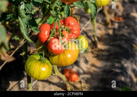Saftige Tomaten reifen auf den Betten. Neues Erntegut Stockfoto