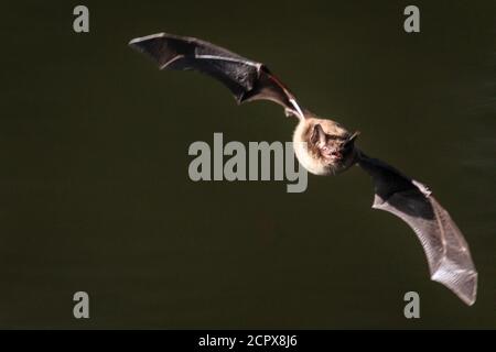 Dülmen, Nordrhein-Westfalen, Deutschland. September 2020. Eine kleine Mäuseohr-Fledermaus (Myotis myotis), die meist nur nachts entdeckt wird, wird im warmen Sonnenschein auf der Jagd nach Insekten gesehen und fliegt knapp über dem Wasser eines kleinen Teiches. Einige Fledermäuse zeigen das ungewöhnliche Verhalten im Herbst, um für die langen Wintermonate vor. Kredit: Imageplotter/Alamy Live Nachrichten Stockfoto