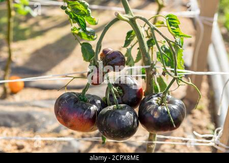 Saftige Tomaten reifen auf den Betten. Neues Erntegut Stockfoto