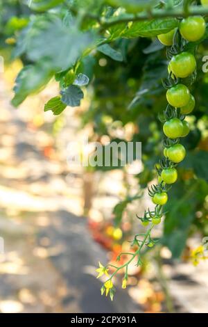 Grüne Kirschtomaten hängen von Ästen an einem hellen Sunny Tag Stockfoto