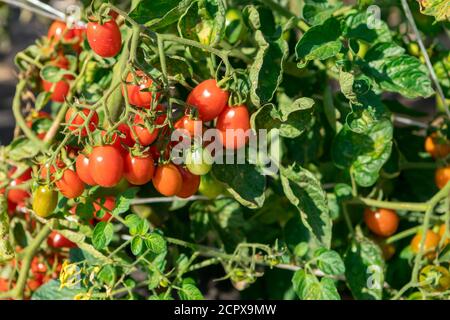 Saftige Tomaten reifen auf den Betten. Neues Erntegut Stockfoto