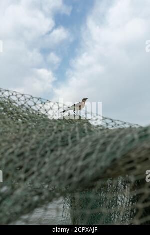 Vogel, der im Netz sitzt Stockfoto