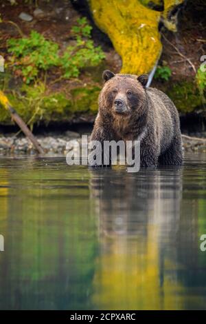 Grizzly Bear (Ursus arctos) - Jagd Sockeye Lachs Laichen in einem Lachs Fluss, Chilcotin Wilderness, BC Interior, Kanada Stockfoto