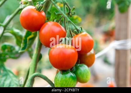 Saftige Tomaten reifen auf den Betten. Neues Erntegut Stockfoto