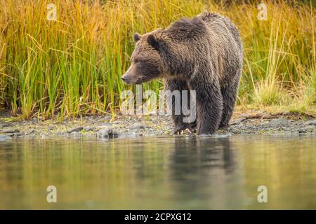 Grizzly Bear (Ursus arctos) - Jagd Sockeye Lachs Laichen in einem Lachs Fluss, Chilcotin Wilderness, BC Interior, Kanada Stockfoto