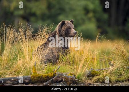 Grizzlybär (Ursus arctos)- Mutterbär mit Laichlachs aus dem Chilko River, Chilcotin Wilderness, BC Interior, Kanada Stockfoto