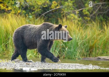 Grizzly Bär (Ursus arctos)- Mutter und einjährige Jungen Jagd Sockeye Lachs Laichen in einem Lachs Fluss, Chilcotin Wilderness, BC Interior, Kanada Stockfoto