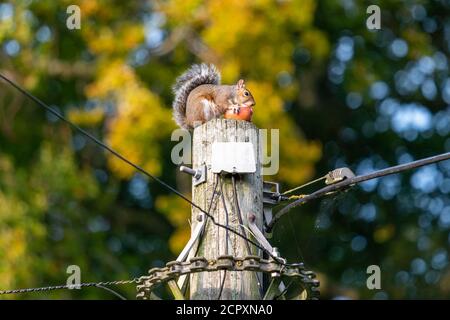 Weibliche Sau Eichhörnchen Fütterung auf Apfel auf Telegraph Mast Stockfoto