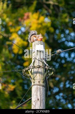 Weibliche Sau Eichhörnchen Fütterung auf Apfel auf Telegraph Mast Stockfoto