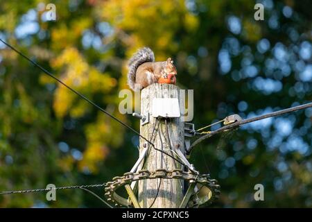 Weibliche Sau Eichhörnchen Fütterung auf Apfel auf Telegraph Mast Stockfoto