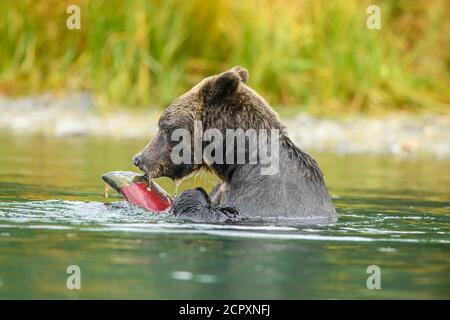 Grizzly Bear (Ursus arctos) - Jagd Sockeye Lachs Laichen in einem Lachs Fluss, Chilcotin Wilderness, BC Interior, Kanada Stockfoto