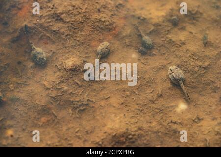 Draufsicht Flock Kaulquappen im Wasser. Kaulquappen schwimmen im flachen Teich Stockfoto