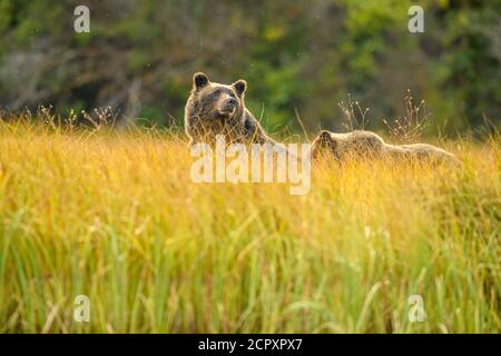 Grizzlybär (Ursus arctos) Mutter und Jungtier im ersten Jahr ruhen nach der Jagd auf Laichlachs, Chilcotin Wilderness, BC Interior, Kanada Stockfoto