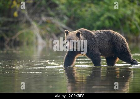 Grizzly Bär (Ursus arctos)- Mutter und einjährige Jungen Jagd Sockeye Lachs Laichen in einem Lachs Fluss, Chilcotin Wilderness, BC Interior, Kanada Stockfoto