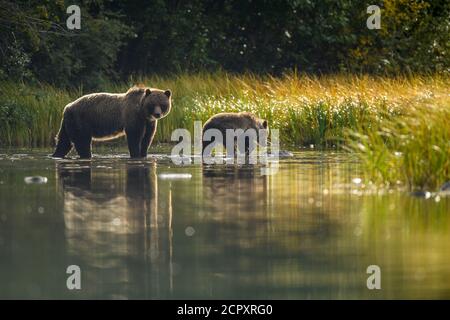 Grizzly Bär (Ursus arctos)- Mutter und Junge Jagd Sockeye Lachs Laichen in einem Lachs Fluss, Chilcotin Wildnis, BC Interior, Kanada Stockfoto