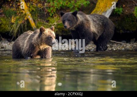 Grizzly Bär (Ursus arctos)- Mutter und einjährige Jungen Jagd Sockeye Lachs Laichen in einem Lachs Fluss, Chilcotin Wilderness, BC Interior, Kanada Stockfoto
